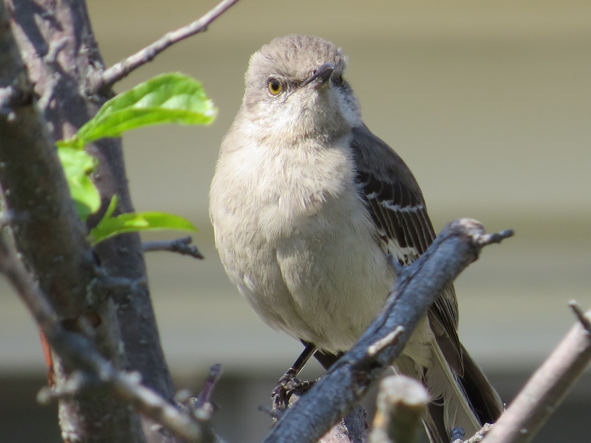 Northern Mockingbird - ML634196735