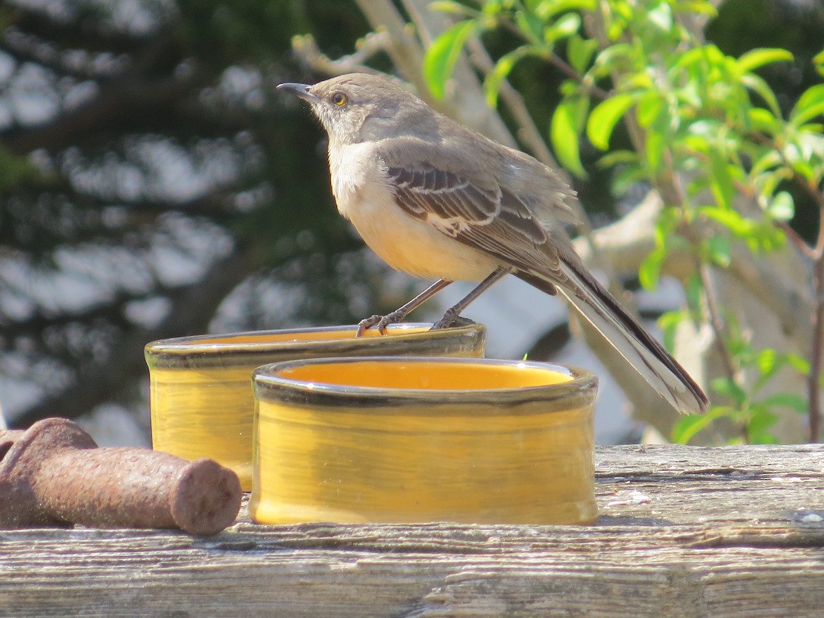 Northern Mockingbird - ML634196737