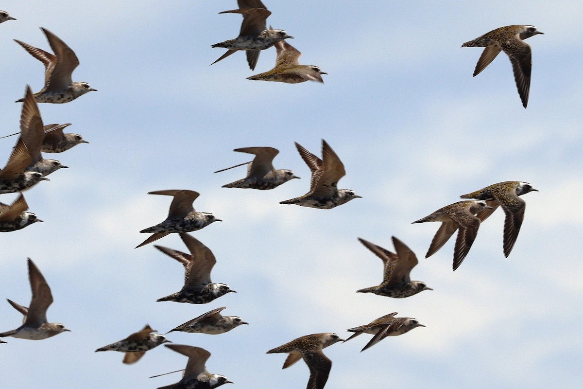 American Golden-Plover - ML634196786