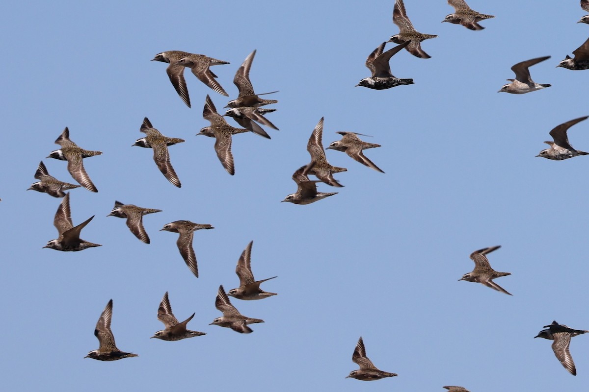American Golden-Plover - ML634196796
