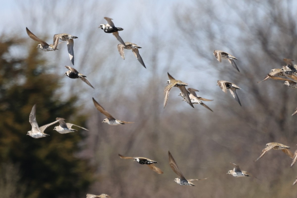 American Golden-Plover - ML634196817