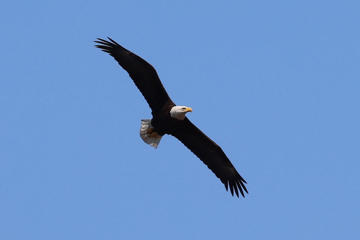 Bald Eagle - ML634196830