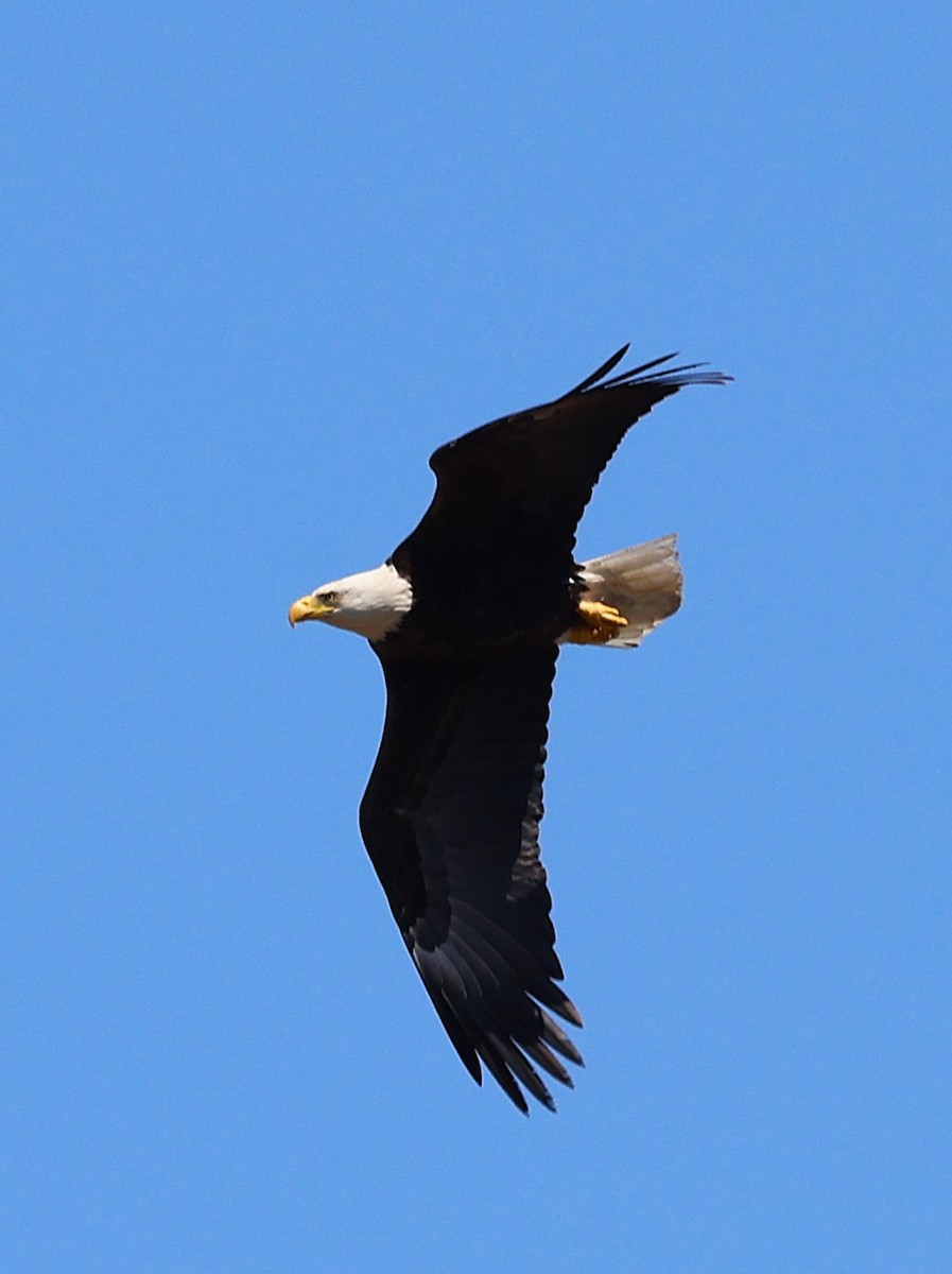 Bald Eagle - ML634196858