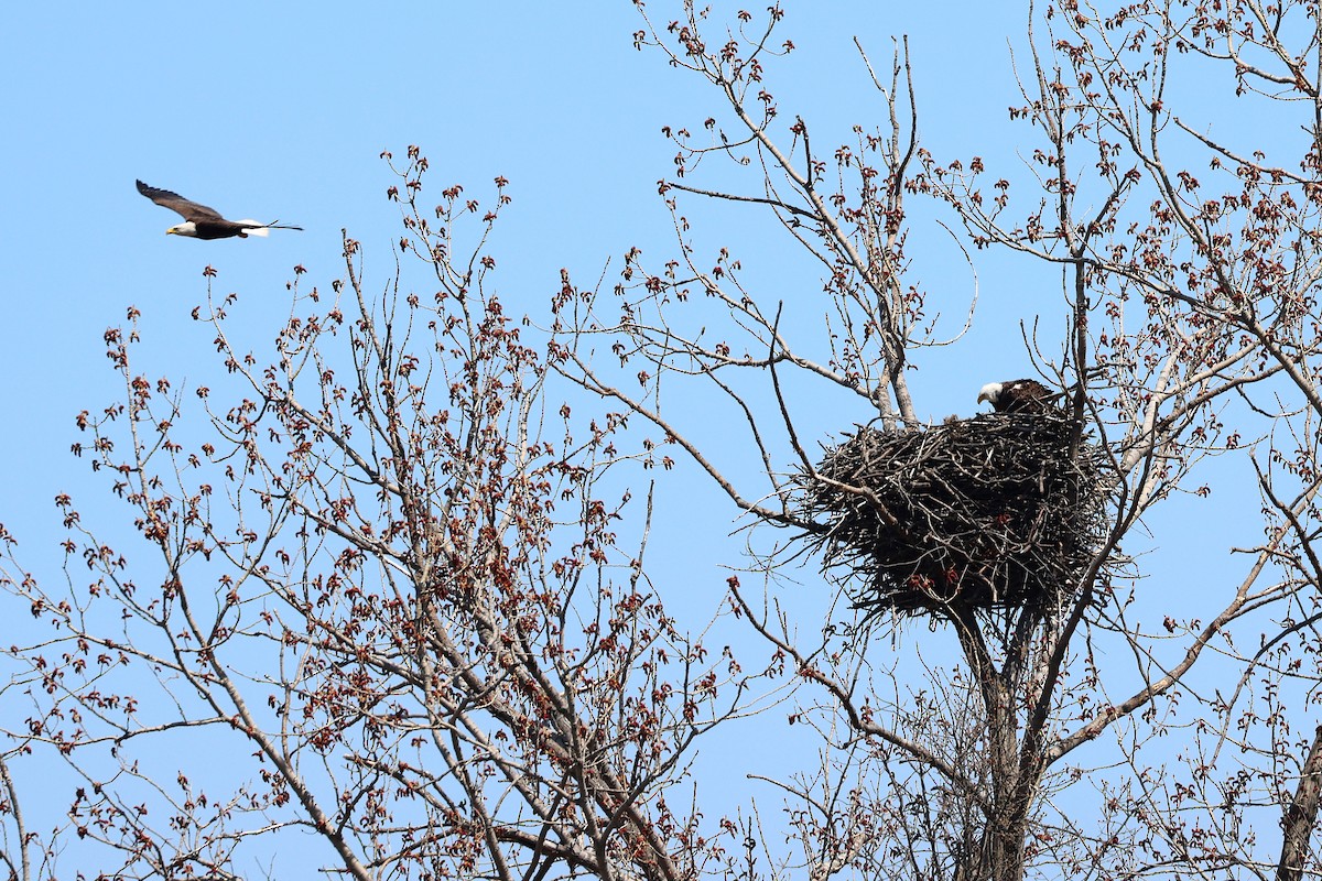 Bald Eagle - ML634196861