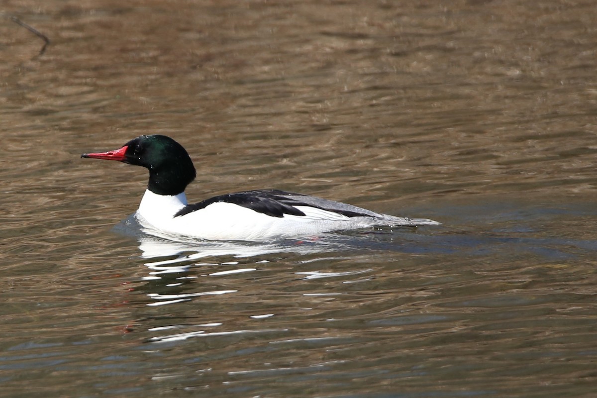 Common Merganser - ML634196863