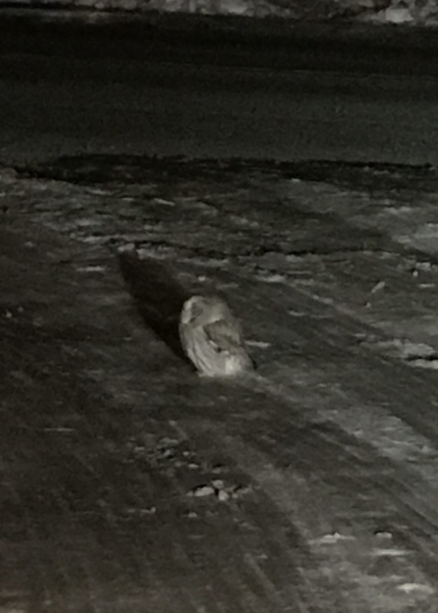 Northern Saw-whet Owl - ML634196874