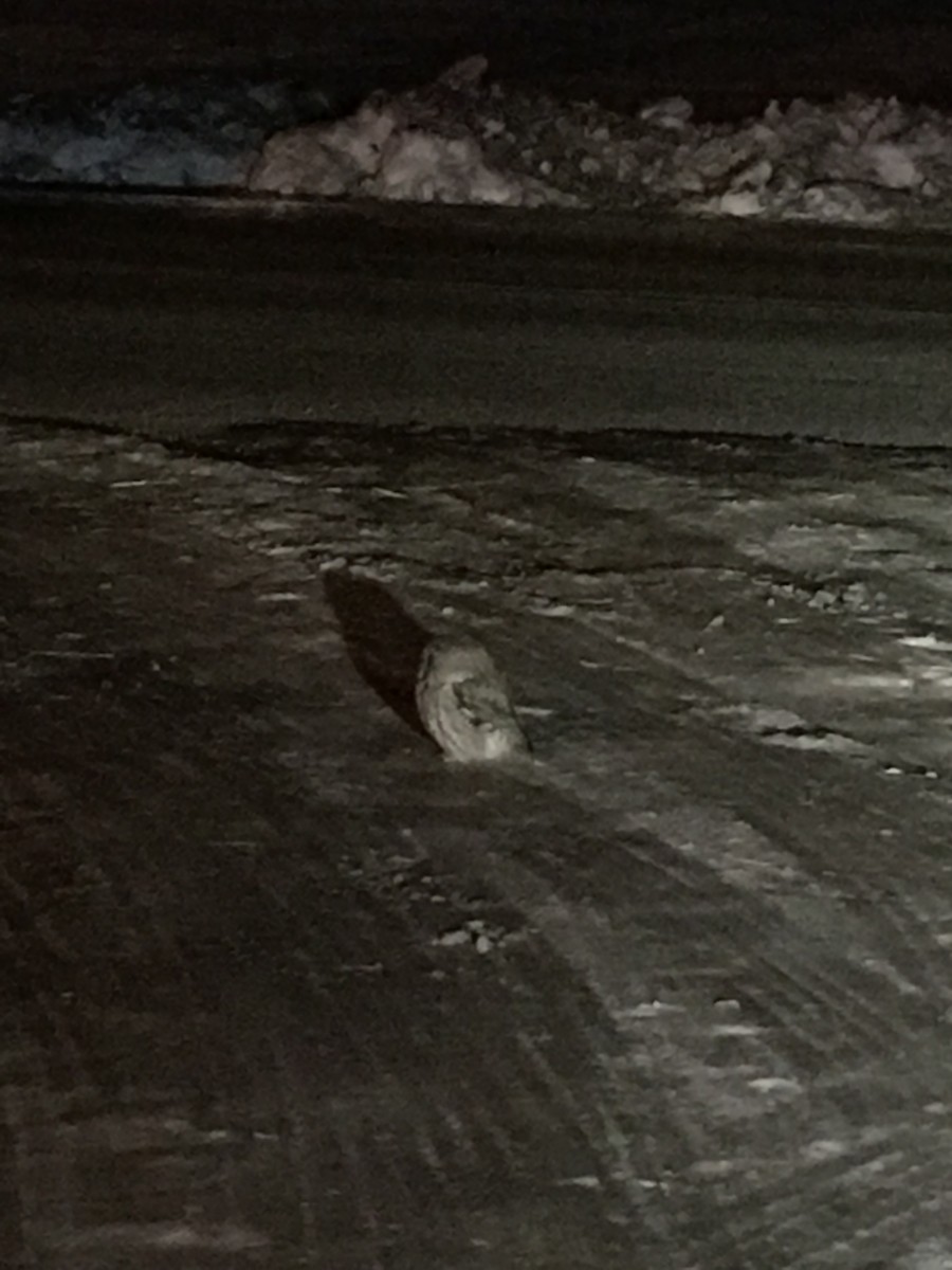 Northern Saw-whet Owl - ML634196876