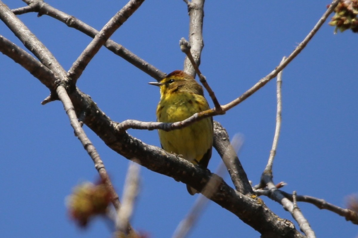 Palm Warbler - ML634196888
