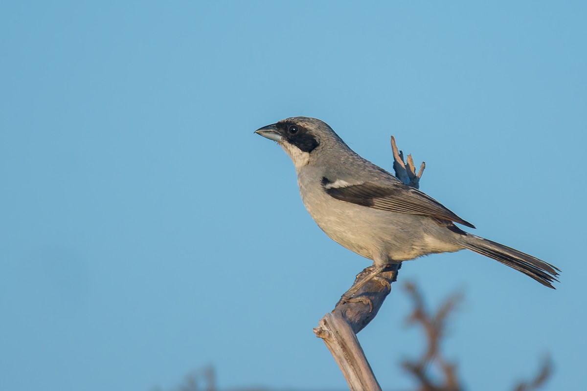 White-banded Tanager - ML634196898