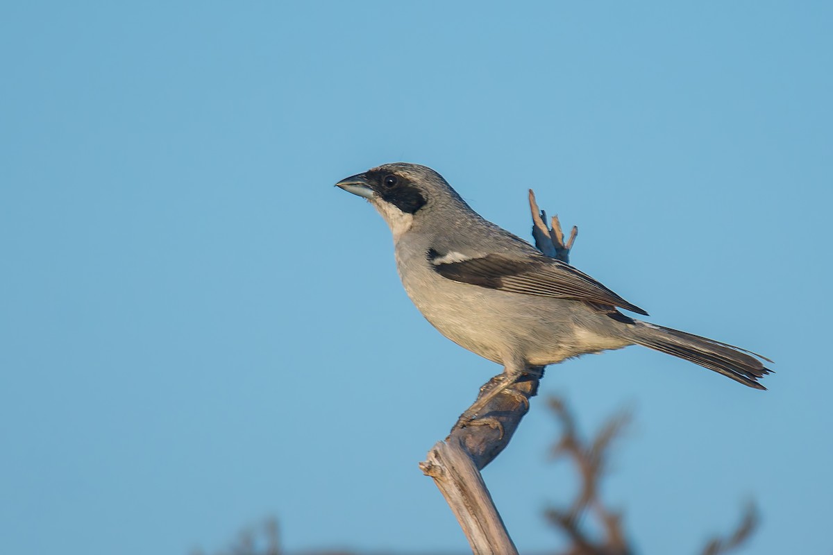 White-banded Tanager - ML634196899