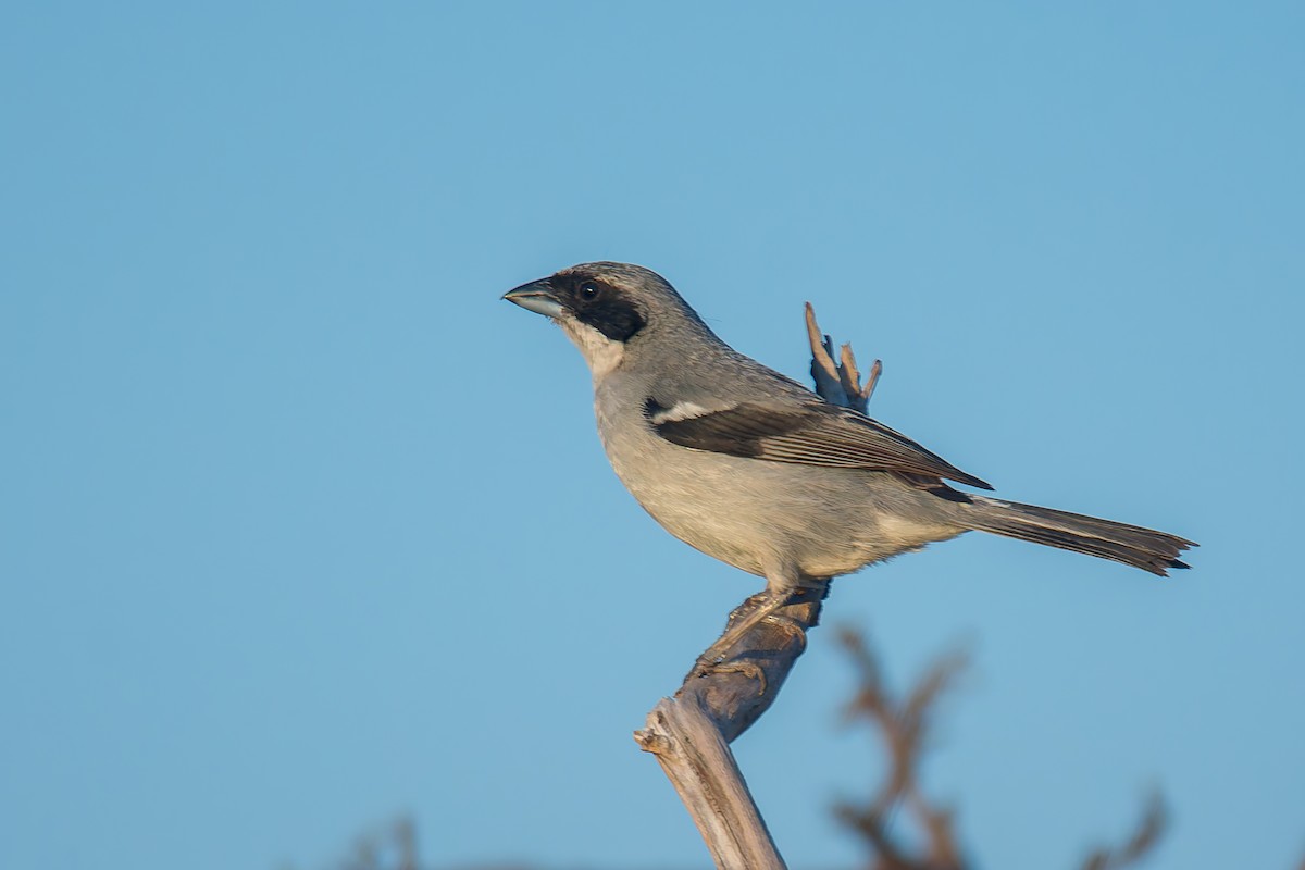 White-banded Tanager - ML634196900