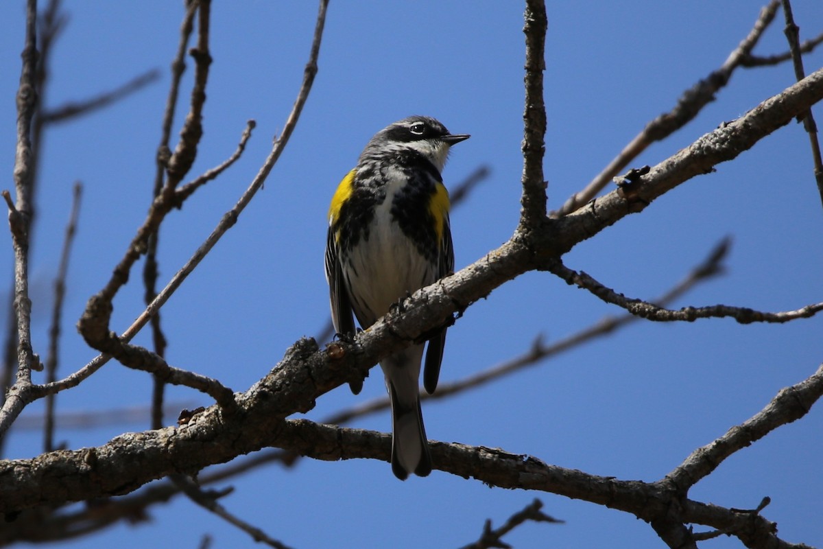 Yellow-rumped Warbler - ML634196903