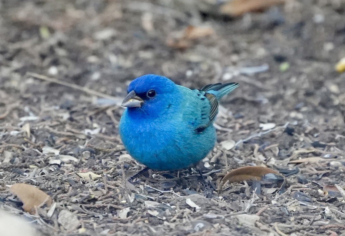 Indigo Bunting - ML634196928