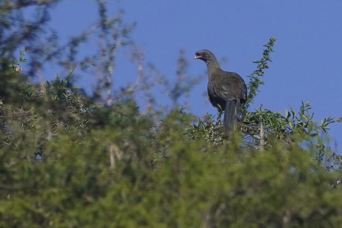 Chaco Chachalaca - ML634197064