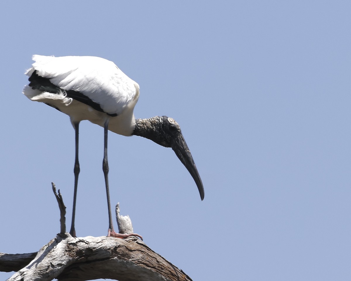 Wood Stork - ML634197139