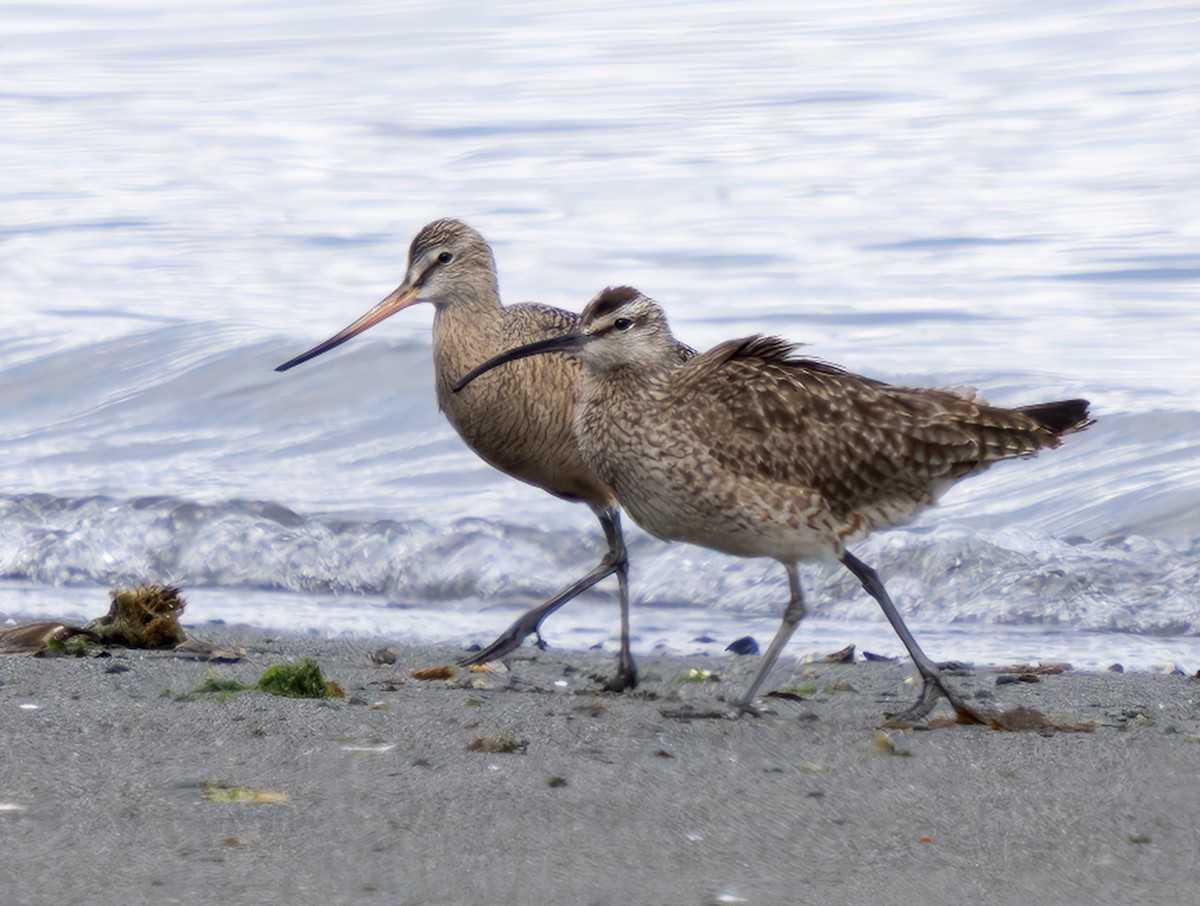 Marbled Godwit - ML634197148