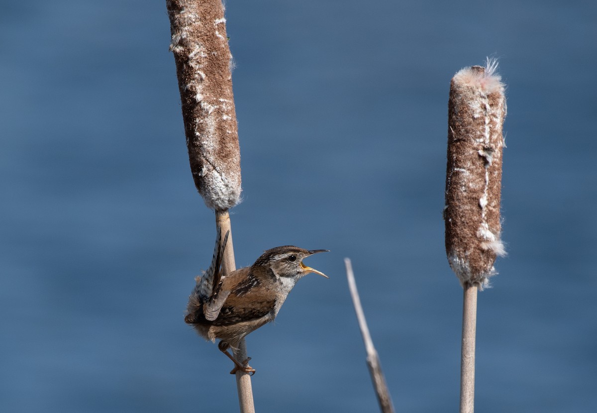 Marsh Wren - ML634197156