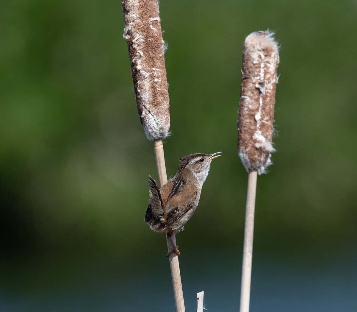 Marsh Wren - ML634197173