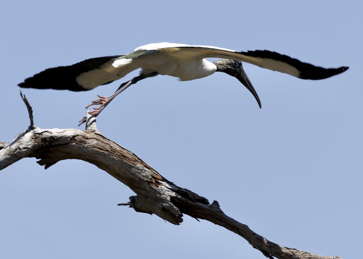Wood Stork - ML634197215