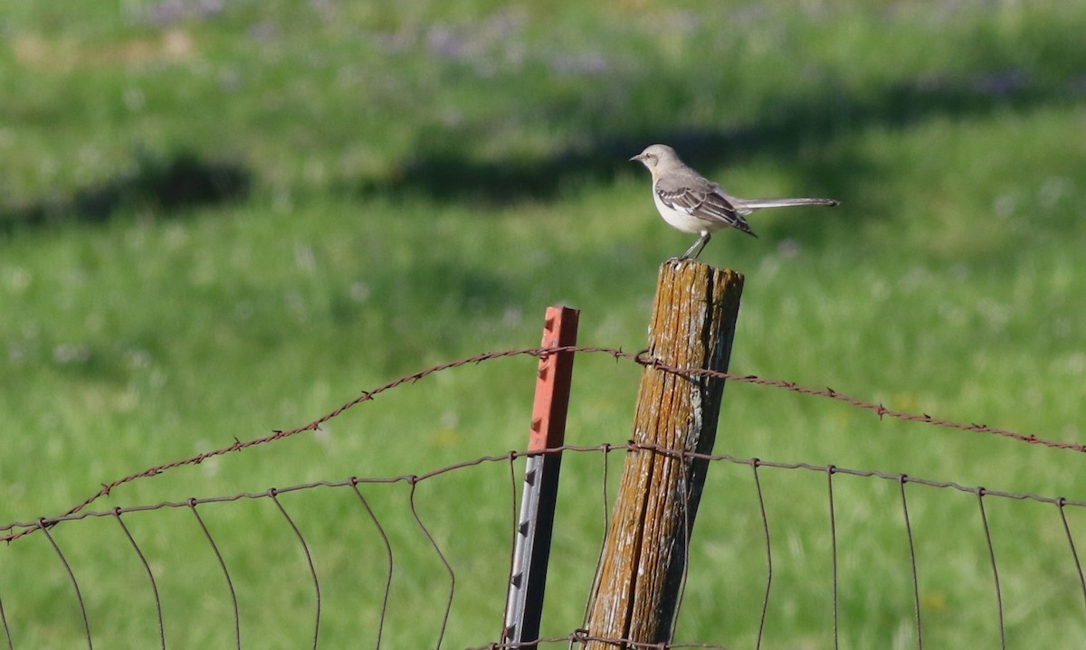 Northern Mockingbird - ML634197281