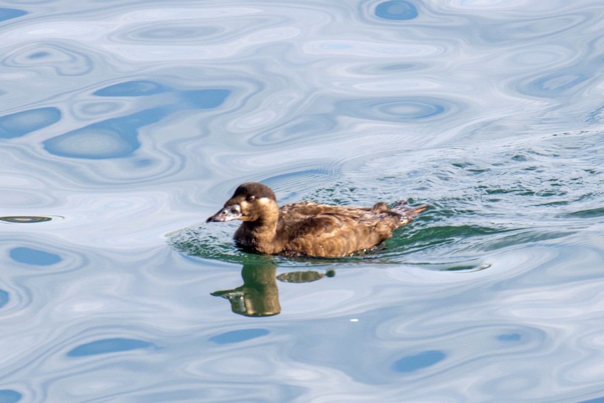 Surf Scoter - ML634197350