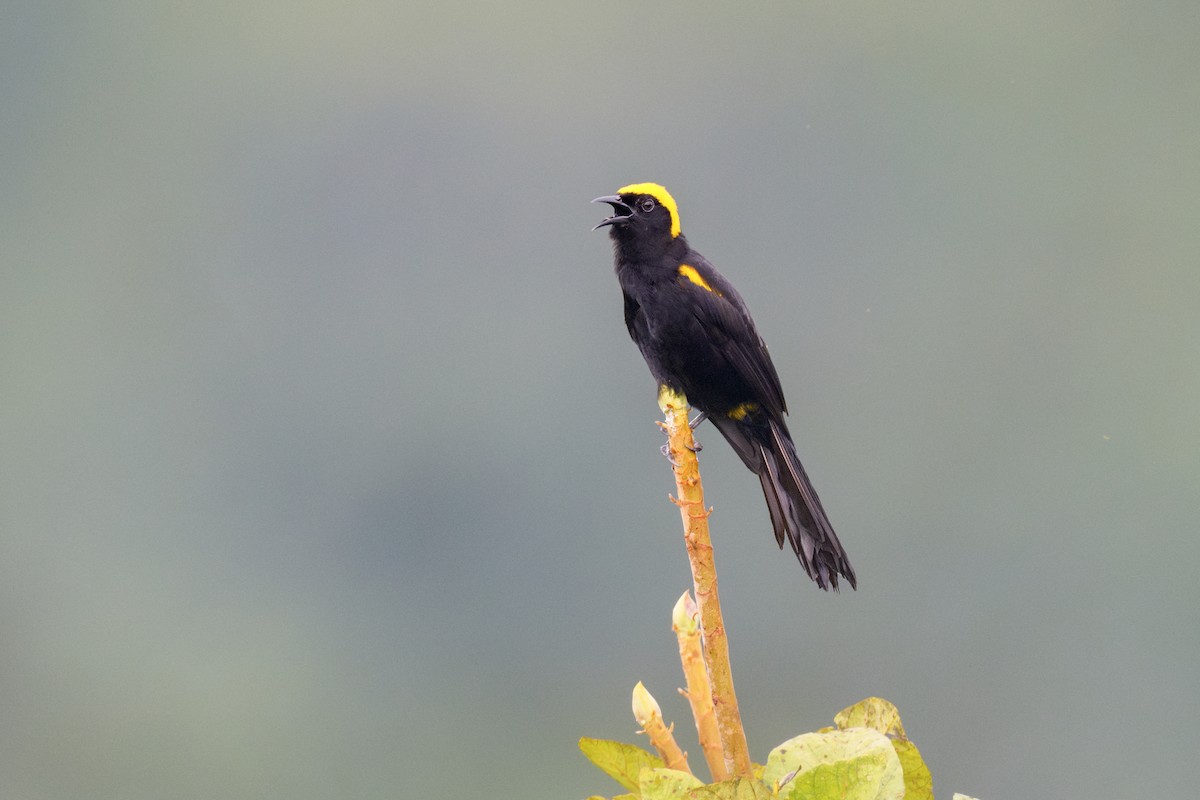 Epaulet Oriole (Moriche) - Jeff Hapeman