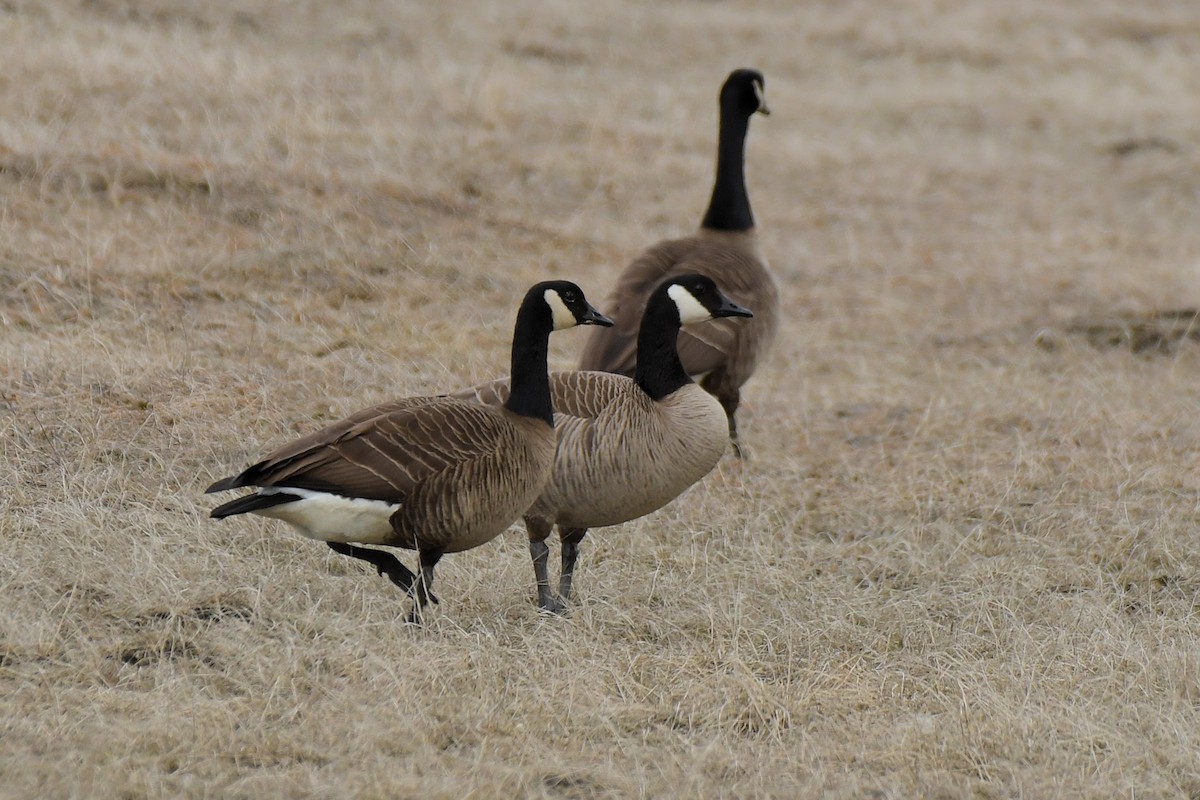 Canada Goose (canadensis Group) - ML634197404