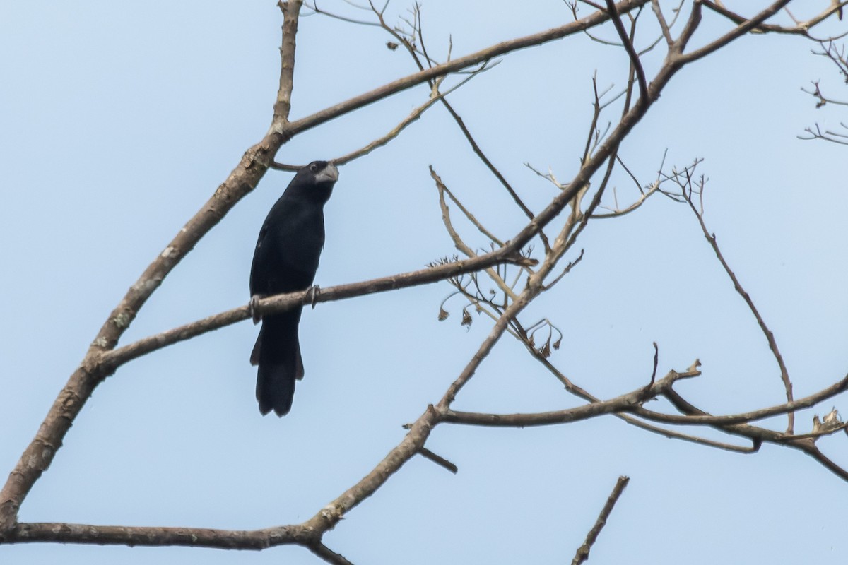 Black-billed Seed-Finch - ML634197427