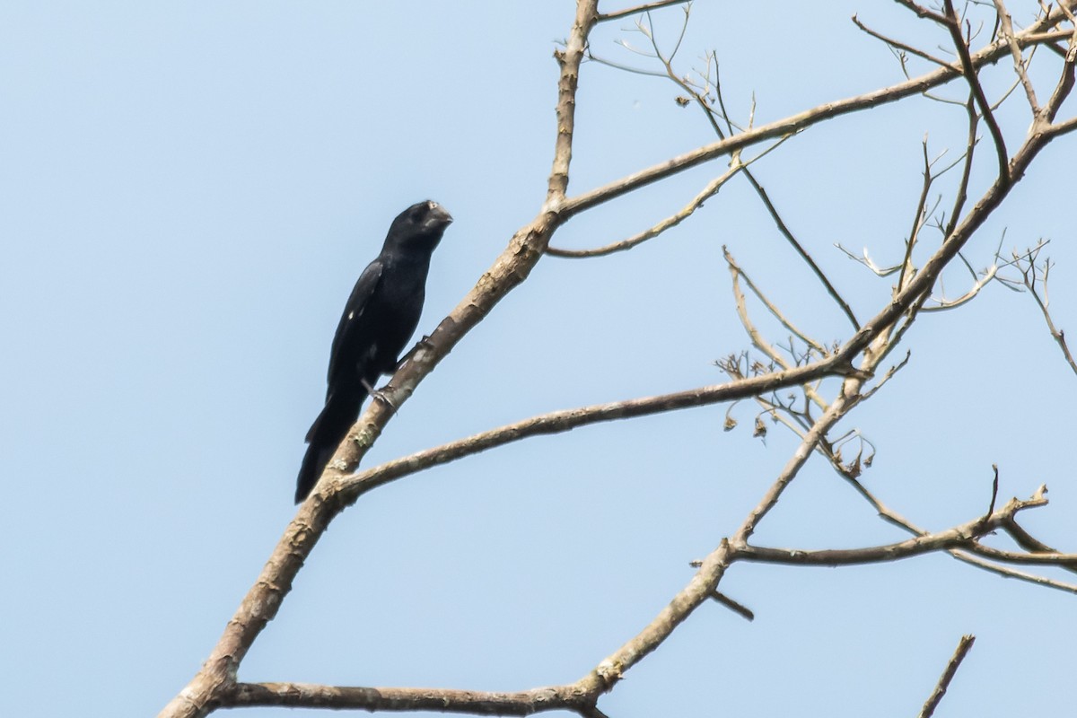 Black-billed Seed-Finch - ML634197428