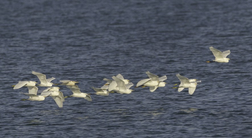 Snowy Egret - ML634197432