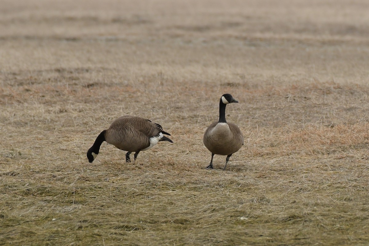 Canada Goose (canadensis Group) - ML634197499