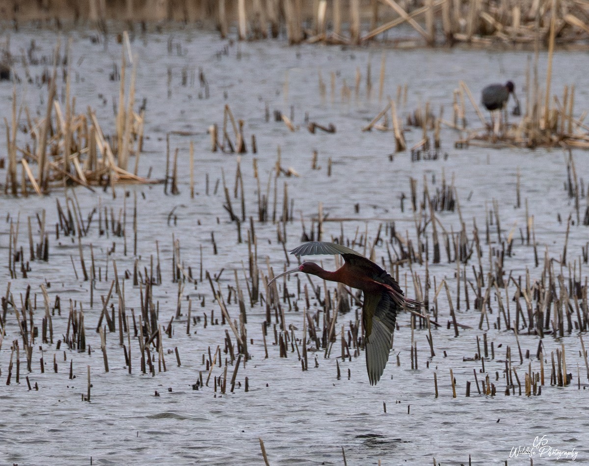 Glossy/White-faced Ibis - ML634197589