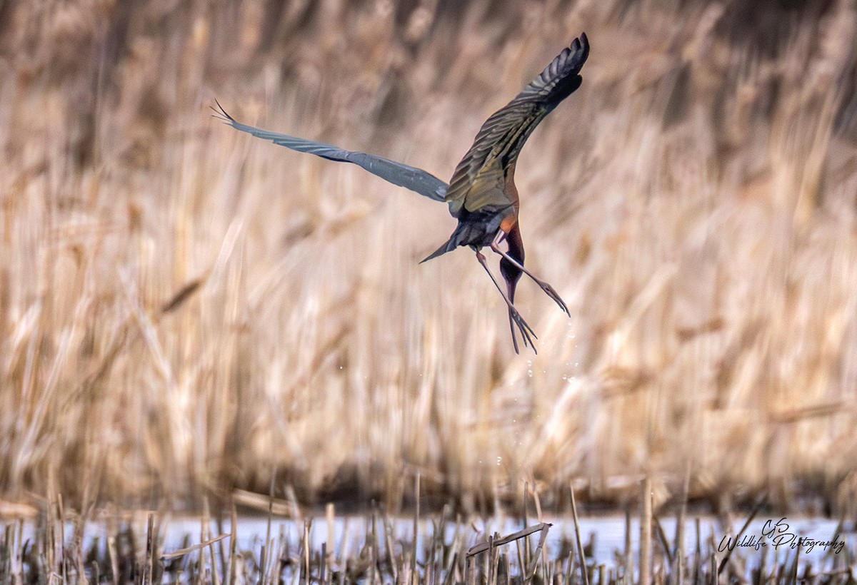 Glossy/White-faced Ibis - ML634197590