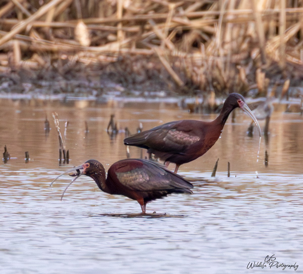 Glossy/White-faced Ibis - ML634197591