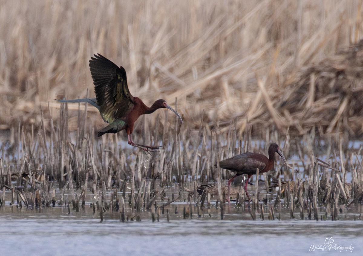 Glossy/White-faced Ibis - ML634197592