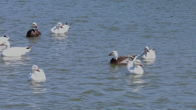 Snow Goose - ML634197601