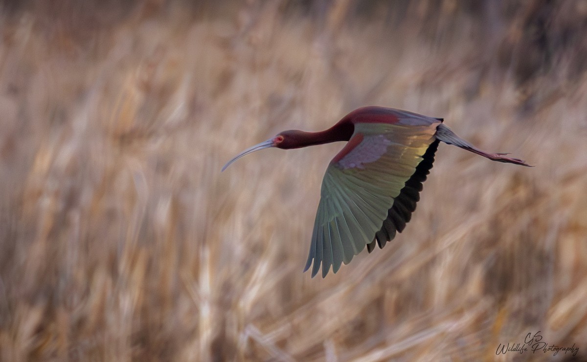 Glossy/White-faced Ibis - ML634197654