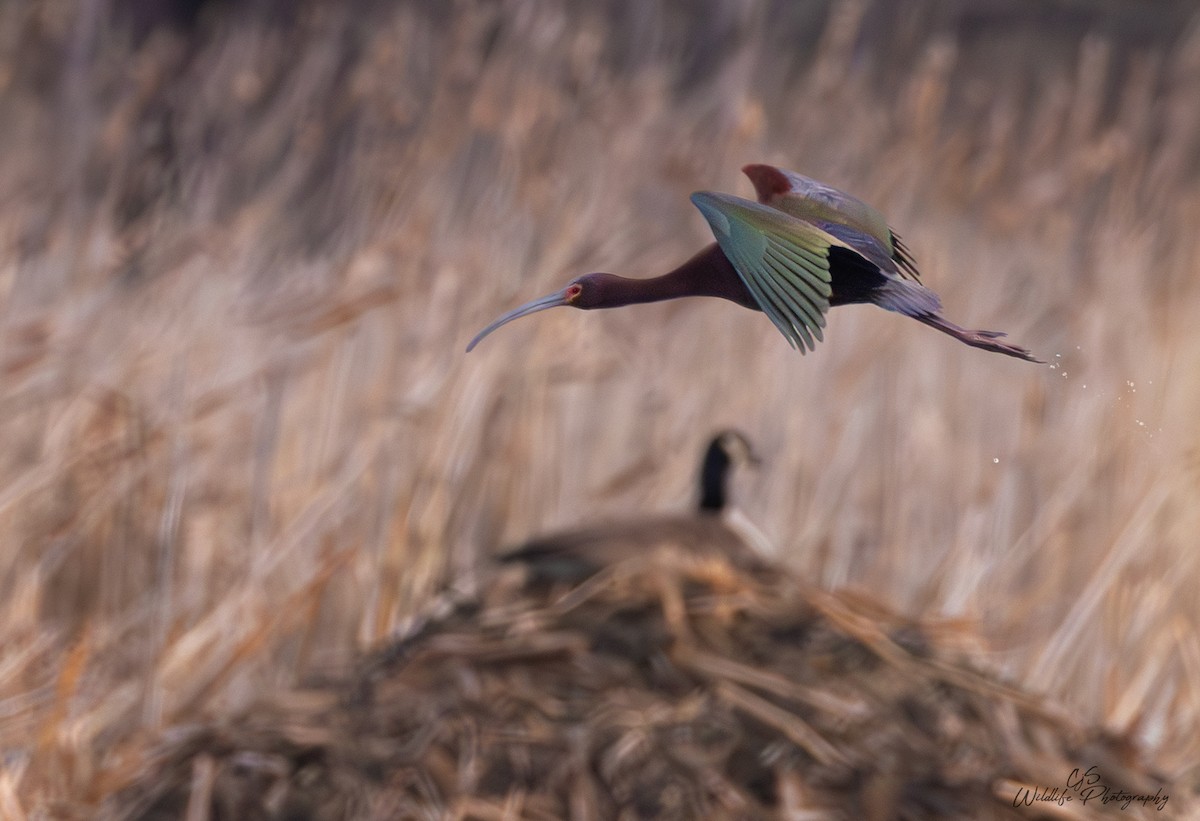 Glossy/White-faced Ibis - ML634197655