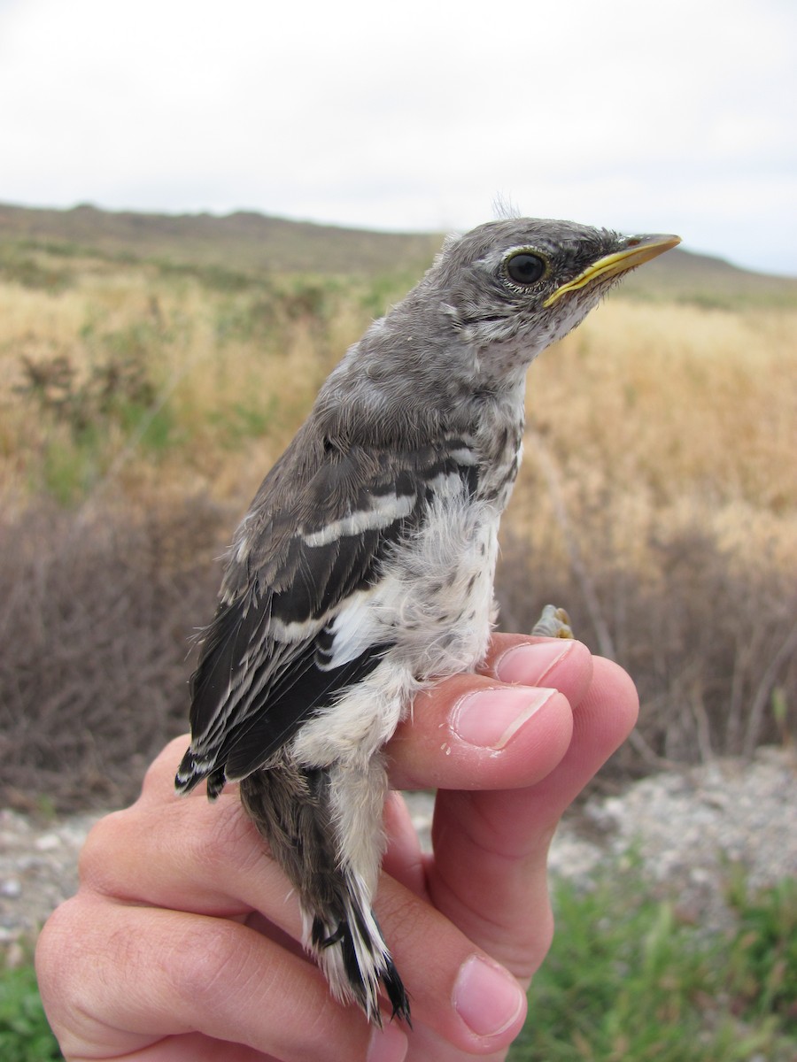 Northern Mockingbird - ML634197759