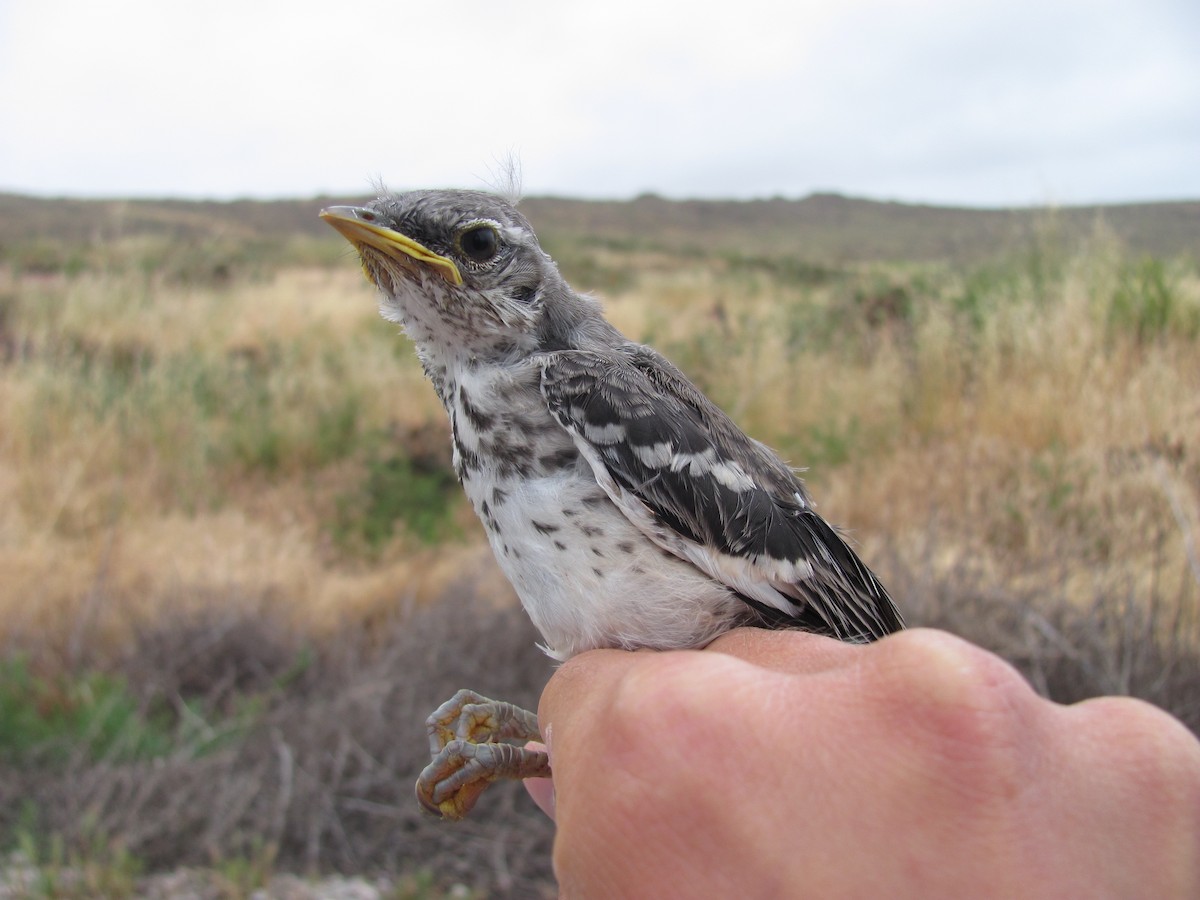 Northern Mockingbird - ML634197761