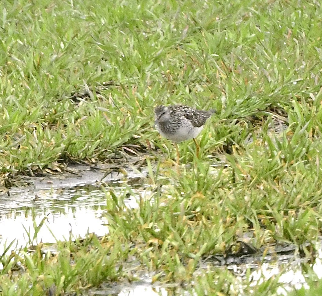 Lesser Yellowlegs - ML634197791