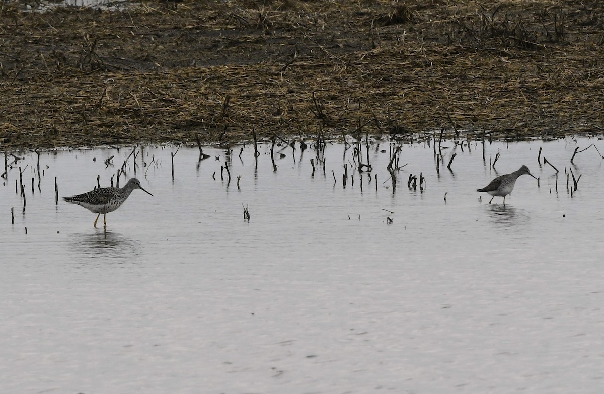 Lesser Yellowlegs - ML634197796