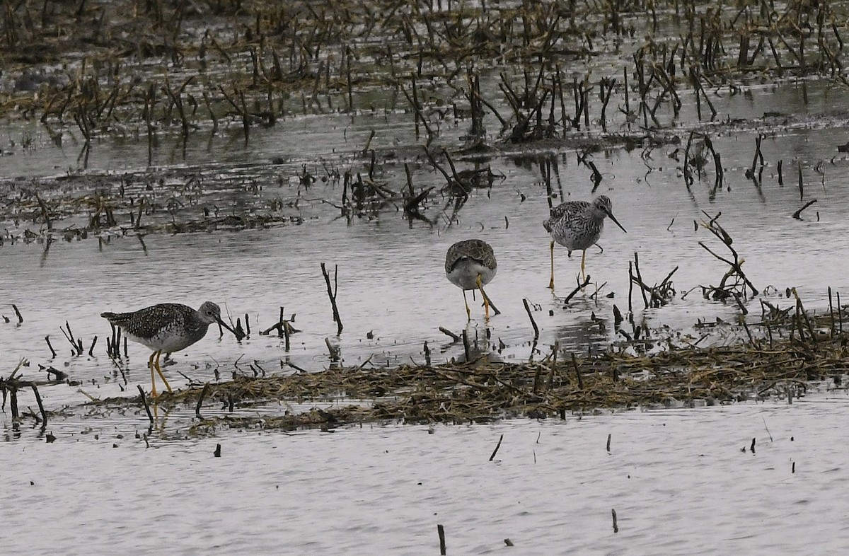 Greater Yellowlegs - ML634197848