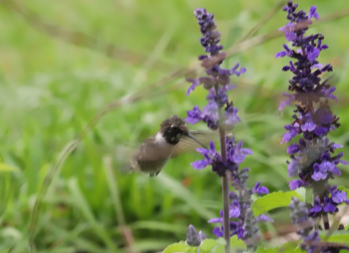 Black-chinned Hummingbird - ML634197864