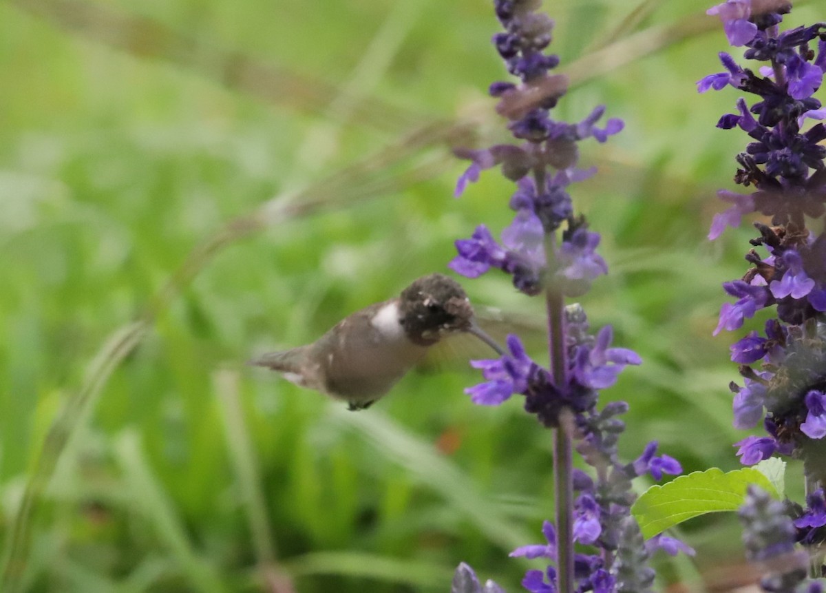 Black-chinned Hummingbird - ML634197887