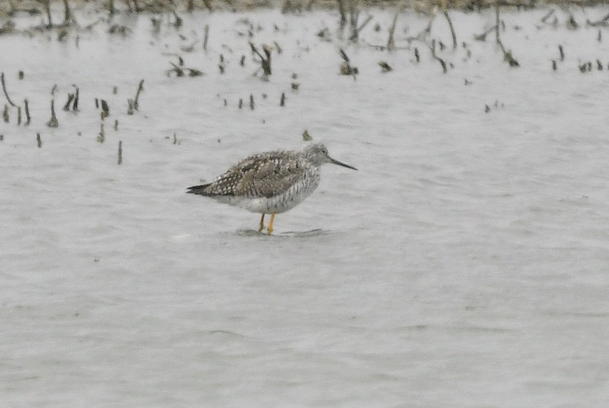 Greater Yellowlegs - ML634197890
