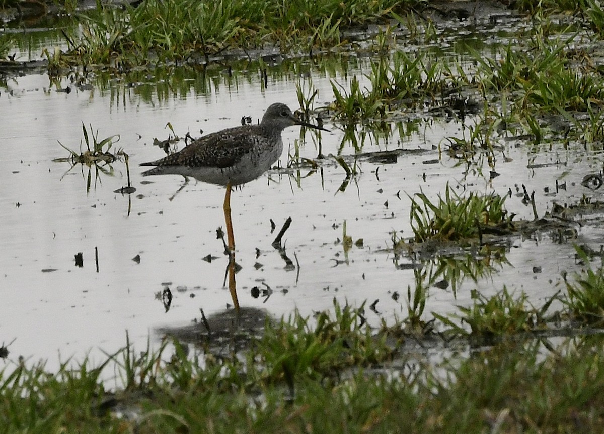 Greater Yellowlegs - ML634197895