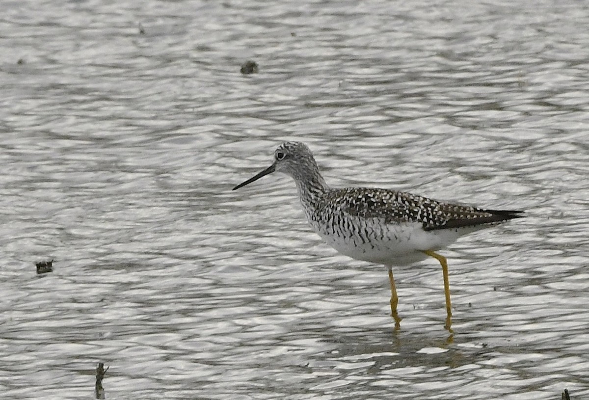 Greater Yellowlegs - ML634197906
