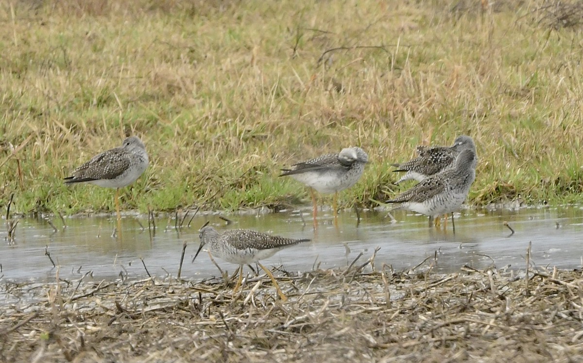 Greater Yellowlegs - ML634197921