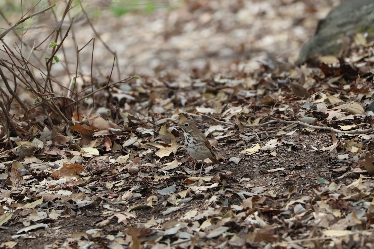 Hermit Thrush - ML634197931
